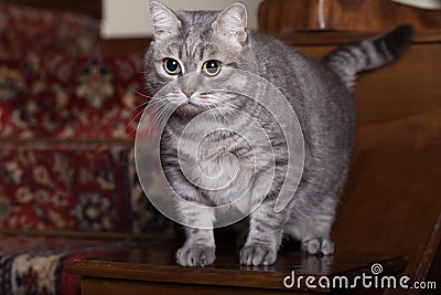Young Grey Tabby In Home Indoor Stock Photo