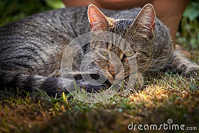 Young grey tabbycat is lying in the grass and looks a bit annoyed Stock Photo