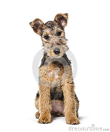 Young Grizzle and tan Lakeland Terrier dog sitting, three months old Stock Photo