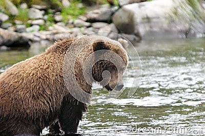 Young grizzly bear in its fishing spot Stock Photo