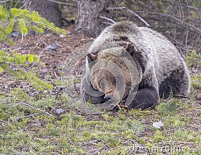 Young grizzly bear lying with paws folded Stock Photo