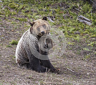 Young grizzly bear scratching in seated position Stock Photo
