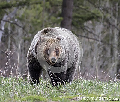 Young grizzly bear walking in grass from forest Stock Photo
