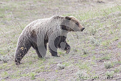 Young grizzly bear walking in grass from forest Stock Photo