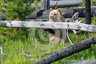 Young Grizzly Bear Stock Photo