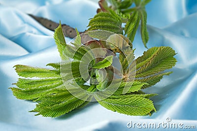 Young growing leaves on a chestnut branch. Stock Photo