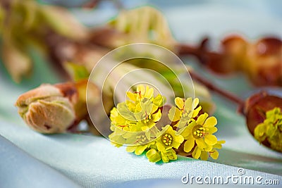 Young growing leaves on a chestnut branch. Stock Photo