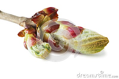 Young growing leaves on a chestnut branch on a white background. Stock Photo