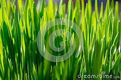 Young growing sprouts of cat grass, Dactylis glomerata, close up Stock Photo