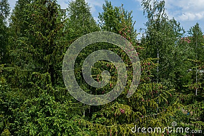 Young growing spruce blossom on a tip of branch spring, beautiful new cones in spruce Stock Photo