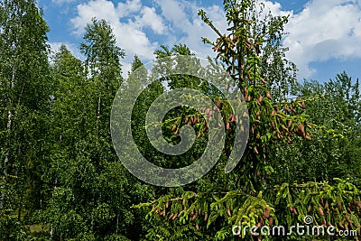 Young growing spruce blossom on a tip of branch spring, beautiful new cones in spruce Stock Photo