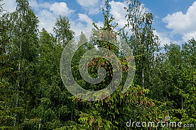 Young growing spruce blossom on a tip of branch spring, beautiful new cones in spruce Stock Photo