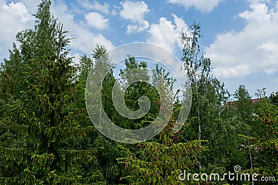 Young growing spruce blossom on a tip of branch spring, beautiful new cones in spruce Stock Photo