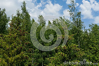 Young growing spruce blossom on a tip of branch spring, beautiful new cones in spruce Stock Photo