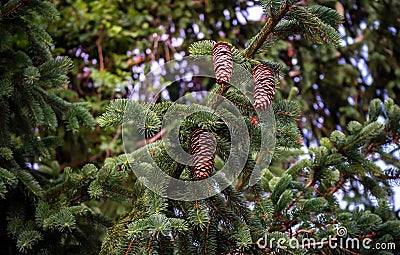 Young growing spruce blossom on a tip of branch spring, beautiful new cones in spruce Stock Photo