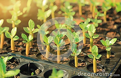 Young growing tree in tray Stock Photo