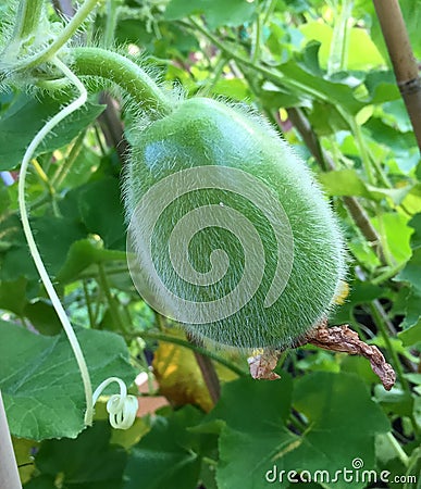 Young growing winter melon Stock Photo