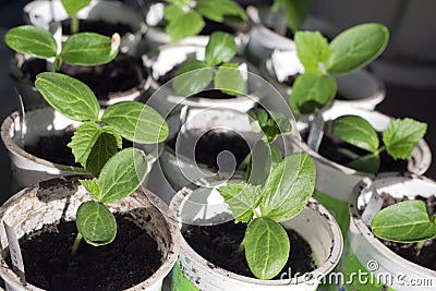 young growth of cucumber sprouts in pot. Selective focus Stock Photo