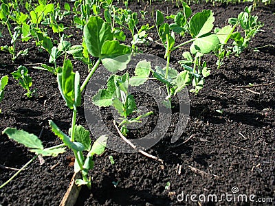 Young growth of pea Stock Photo