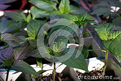 Young growth of pepper sprouts in pot. Stock Photo