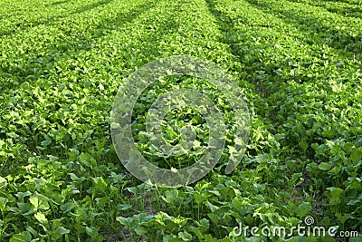 Young growth of rape on bed in the field, agrarian sideration process. Background, texture. Stock Photo