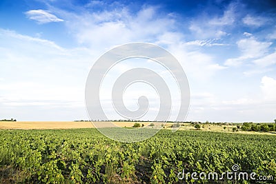 Young growth of sunflower. Green wide field. Stock Photo