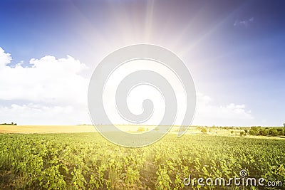 Young growth of sunflower. Green wide field. Stock Photo