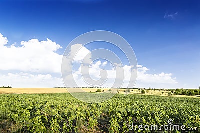 Young growth of sunflower. Green wide field. Stock Photo