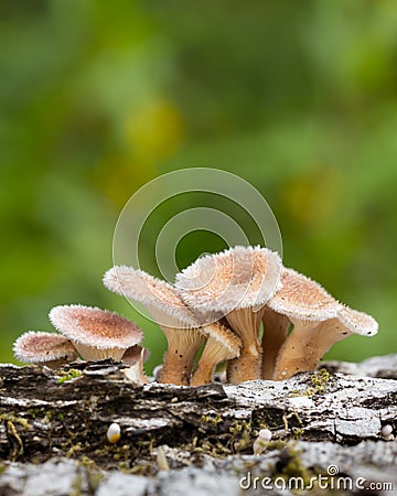 Young hairy mushroom cluster on hardwood log Stock Photo