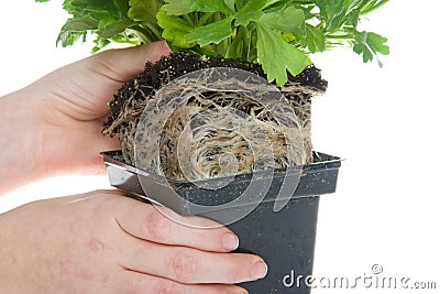 Young hands pulling root bound plant from container, isolated on white Stock Photo