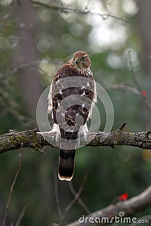 Young Handsome Cooper`s Hawk Stock Photo