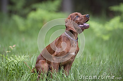 Young happy dog sitting in green grass Stock Photo