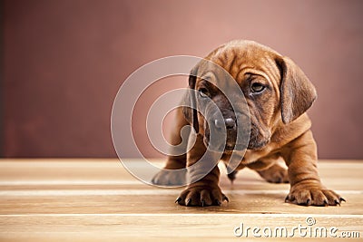 Young happy doggy Stock Photo