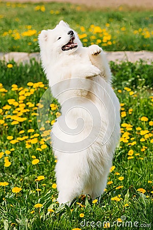 Young Happy Smiling White Samoyed Dog Or Bjelkier, Smiley, Sammy Stock Photo