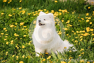 Young Happy Smiling White Samoyed Dog Or Bjelkier, Smiley, Sammy Stock Photo