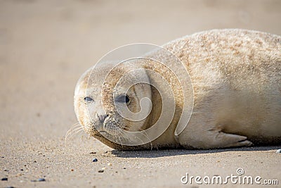 Young Harbor Seal baby Stock Photo