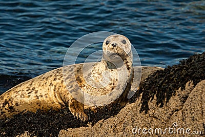 A young harbor seal lying on a rock Stock Photo