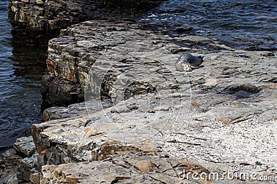 Young harbor seal on a rocky shore at Bar Harbor in Maine, USA Stock Photo