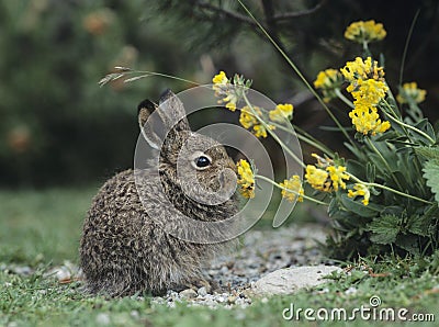 Young hare eating yellow clover Stock Photo