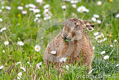 Sweet, hungry Hare Stock Photo