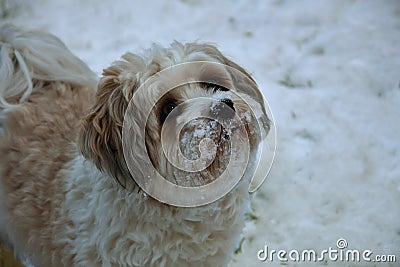 Little havanese dog playing in the snow Stock Photo