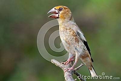 Young hawfinch coccothraustes coccothraustes perched on a dry twig with open beak and clean background Stock Photo