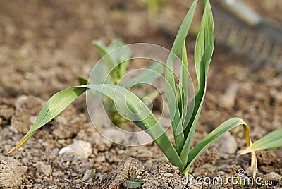 Young healthy garlic (Allium sativum) plant. Stock Photo