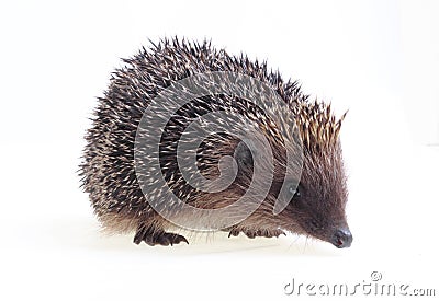 Young hedgehog Stock Photo
