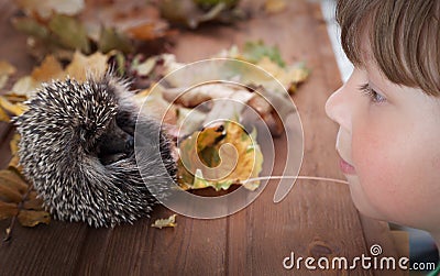 Young hedgehog and boy in autumn leaves Stock Photo