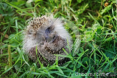 Young hedgehog curtailed into a sphere on a bright green grass Stock Photo