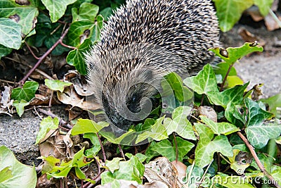 Young hedgehog in garden Stock Photo