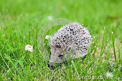 young hedgehog Stock Photo