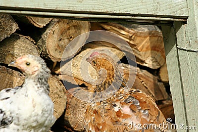 Young hens are sitting at the level Stock Photo