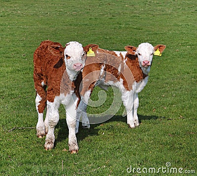 Young Hereford Calves in an English Meadow Stock Photo